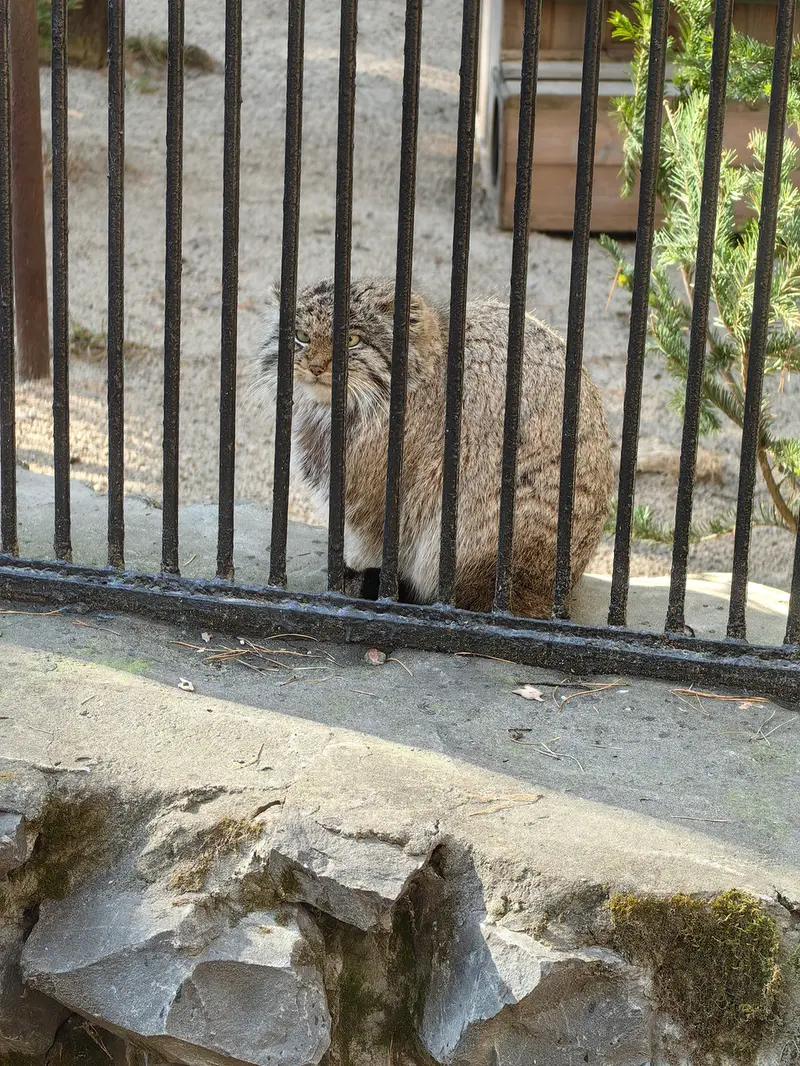 ノヴォシビルスク動物園のミアの息子 2022 Ⅲの写真