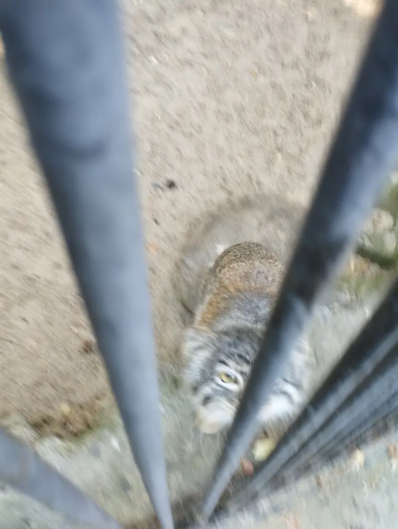 ノヴォシビルスク動物園のマヌルネコの写真