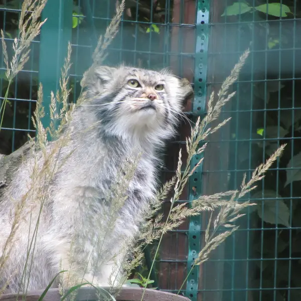 デッサウ動物園のマンニの写真