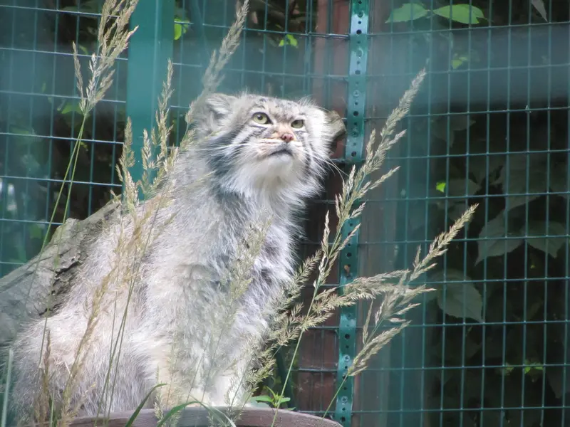 デッサウ動物園のマンニの写真