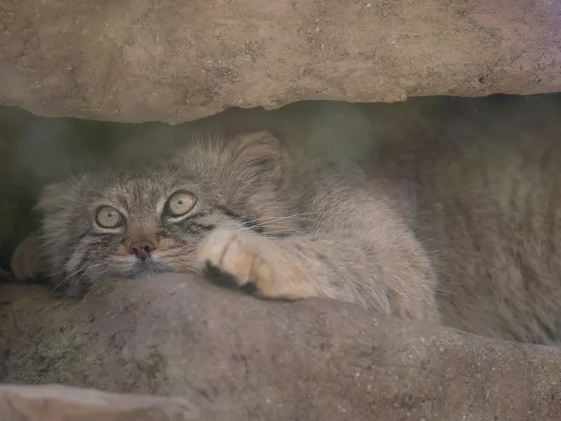 埼玉県こども動物自然公園のロータスの写真
