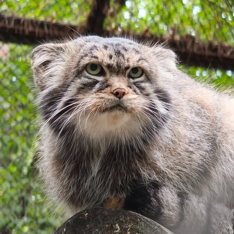 ノヴォシビルスク動物園のジョージの写真