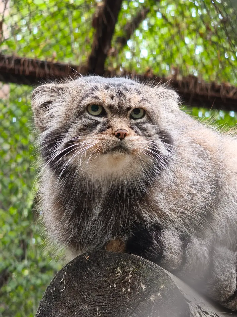 ノヴォシビルスク動物園のジョージの写真