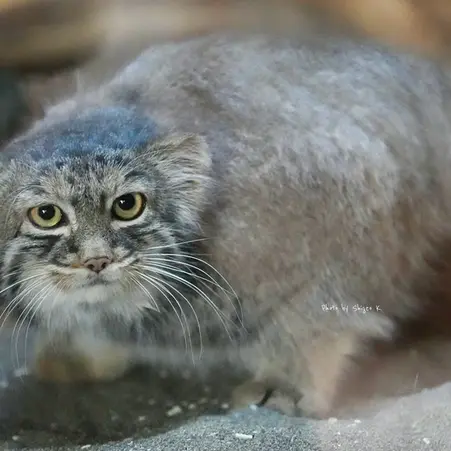 恩賜上野動物園のサフランの写真