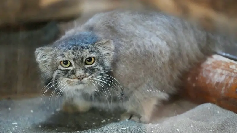 恩賜上野動物園のサフランの写真
