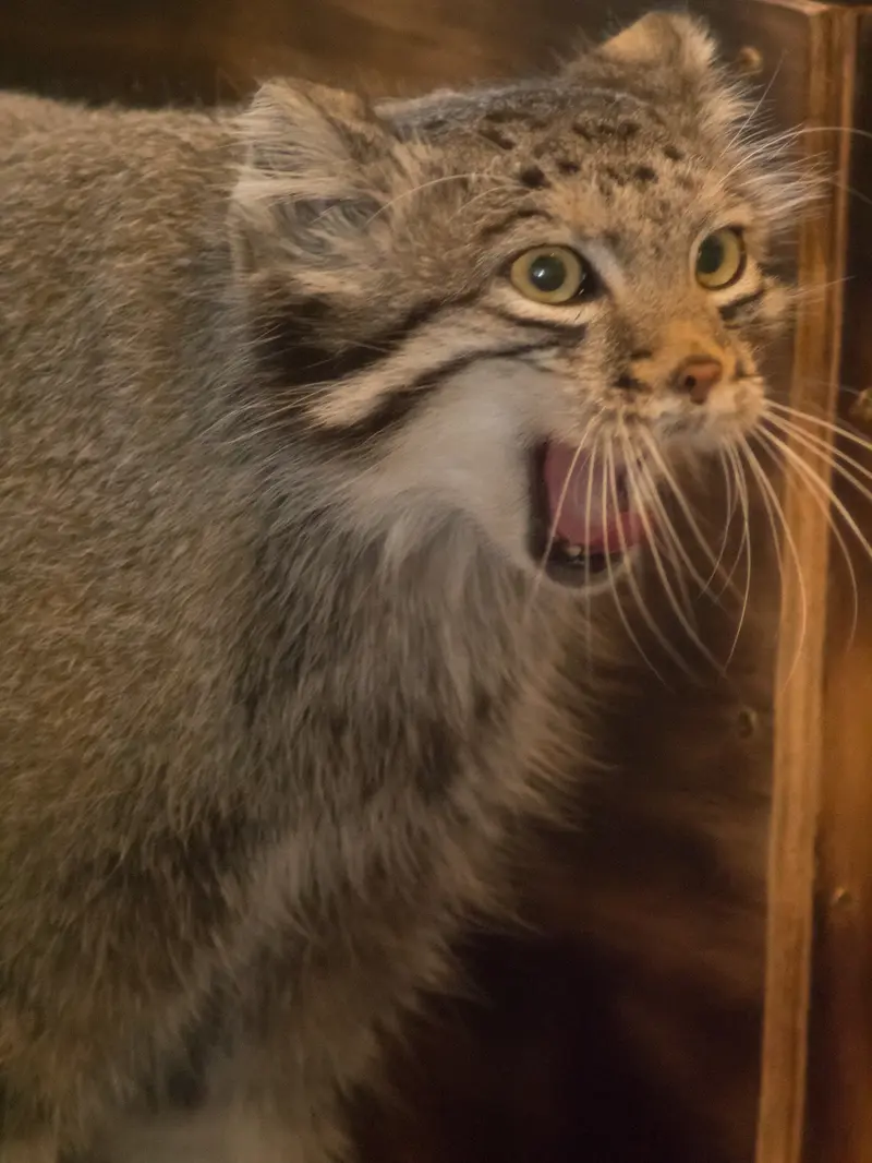 埼玉県こども動物自然公園のオトの写真