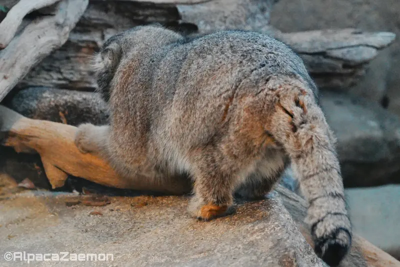 神戸どうぶつ王国のナルの写真