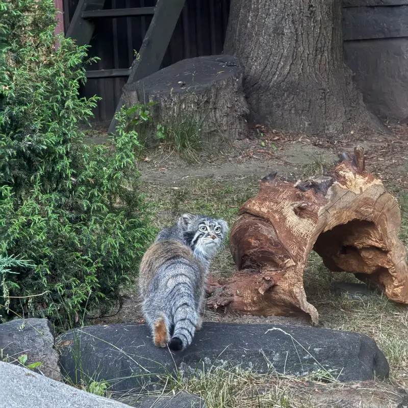 モスクワ動物園のティモフェイの写真