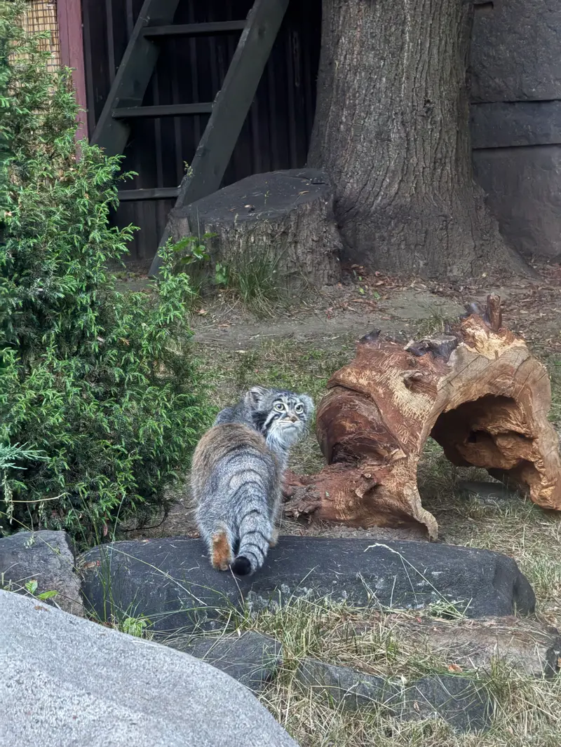 モスクワ動物園のティモフェイの写真