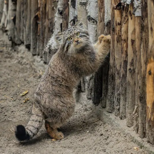 ノヴォシビルスク動物園のロロの娘 2024 Ⅴの写真
