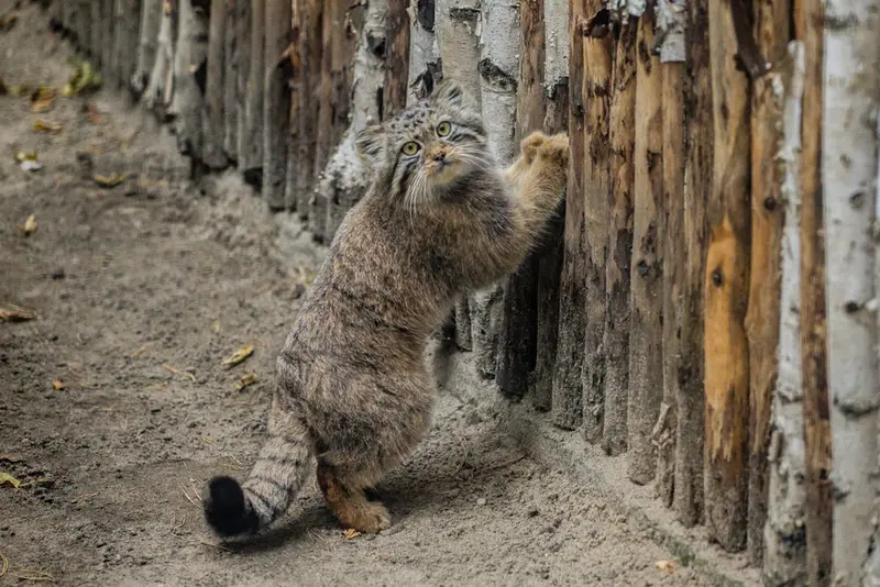 ノヴォシビルスク動物園のロロの娘 2024 Ⅴの写真