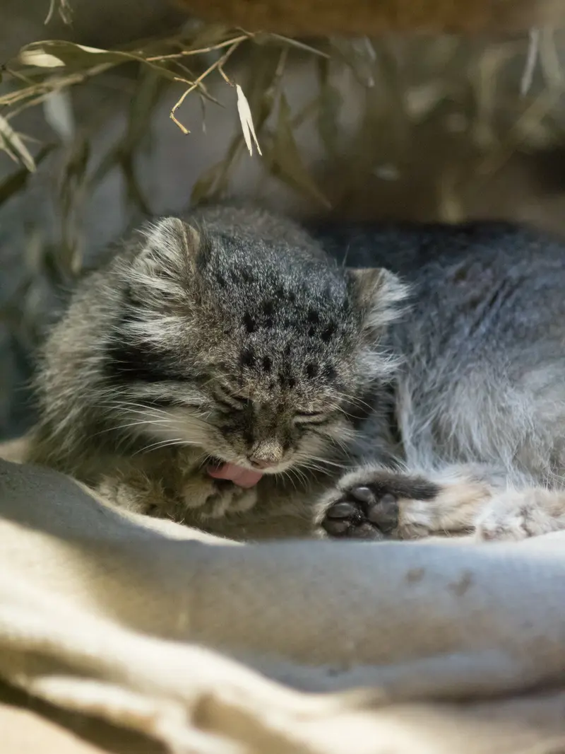 恩賜上野動物園のクリョンの写真