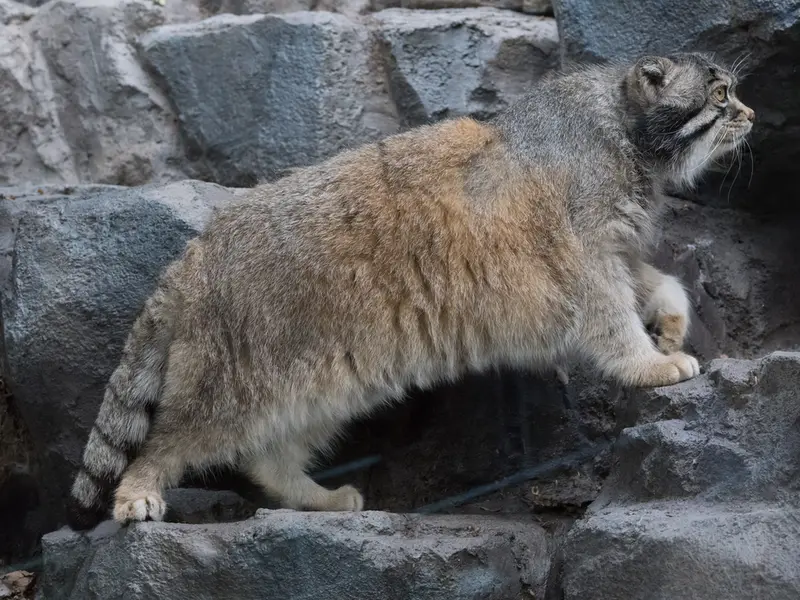 旭山動物園のグルーシャの写真