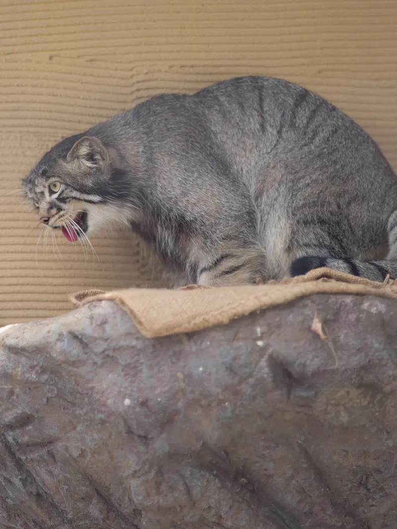 旭山動物園のヒデの写真