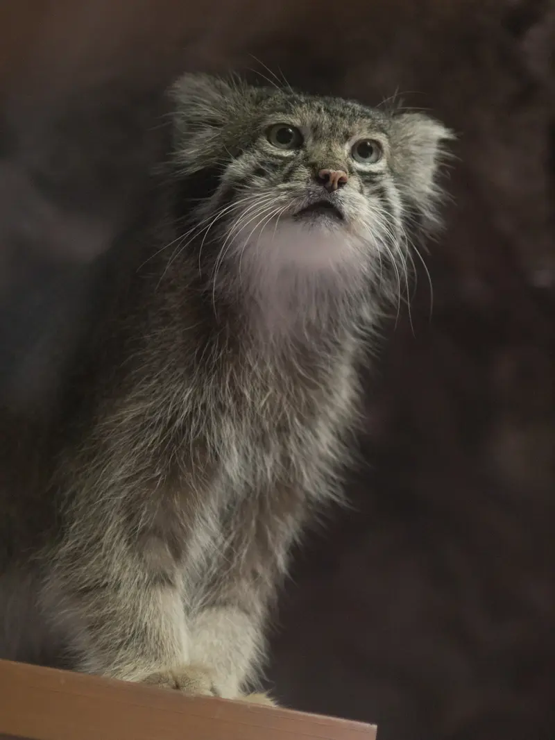 恩賜上野動物園のクリョンの写真
