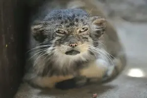 マヌルネコの写真