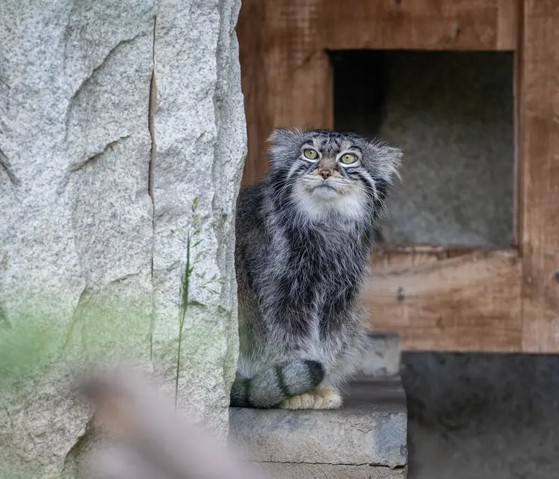 モスクワ動物園のティモフェイの写真