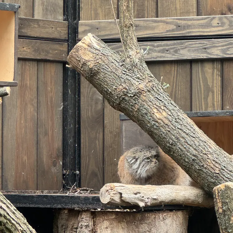 ワルシャワ動物園のジェシーの写真