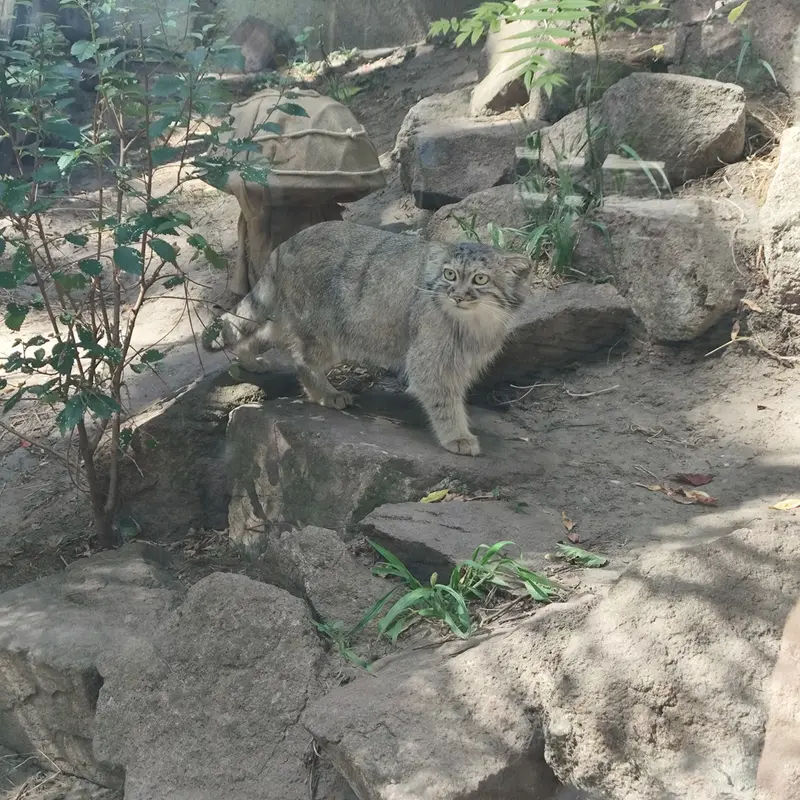 ブダペスト動物園・植物園のルーシーの写真