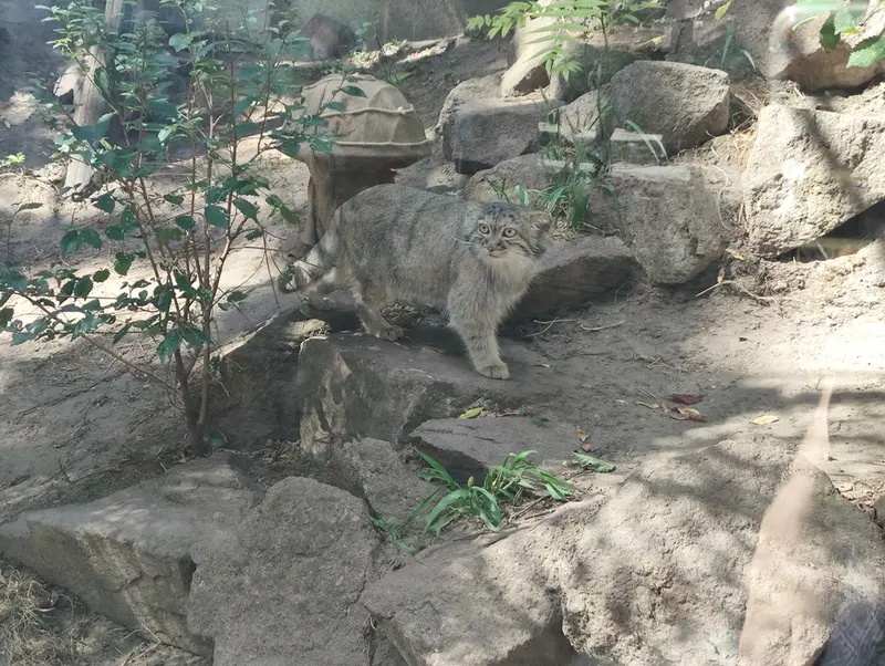 ブダペスト動物園・植物園のルーシーの写真