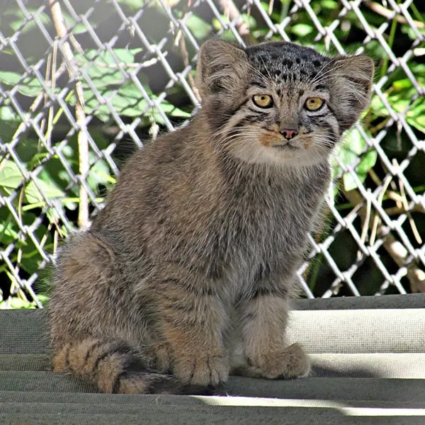 ノヴォシビルスク動物園のマヌルネコの写真