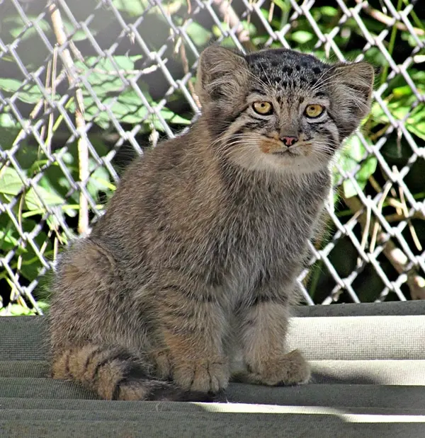 ノヴォシビルスク動物園のマヌルネコの写真