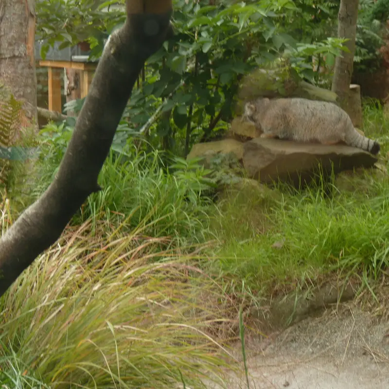 エディンバラ動物園のアキコの写真
