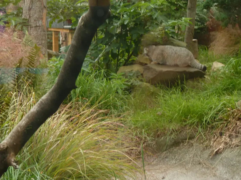 エディンバラ動物園のアキコの写真