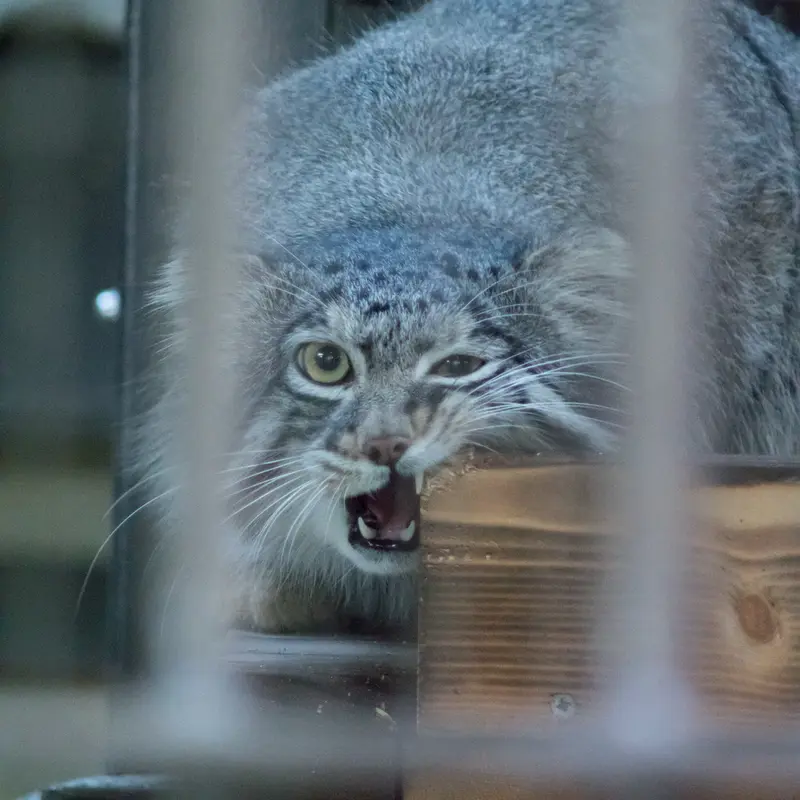野毛山動物園のフィーガの写真