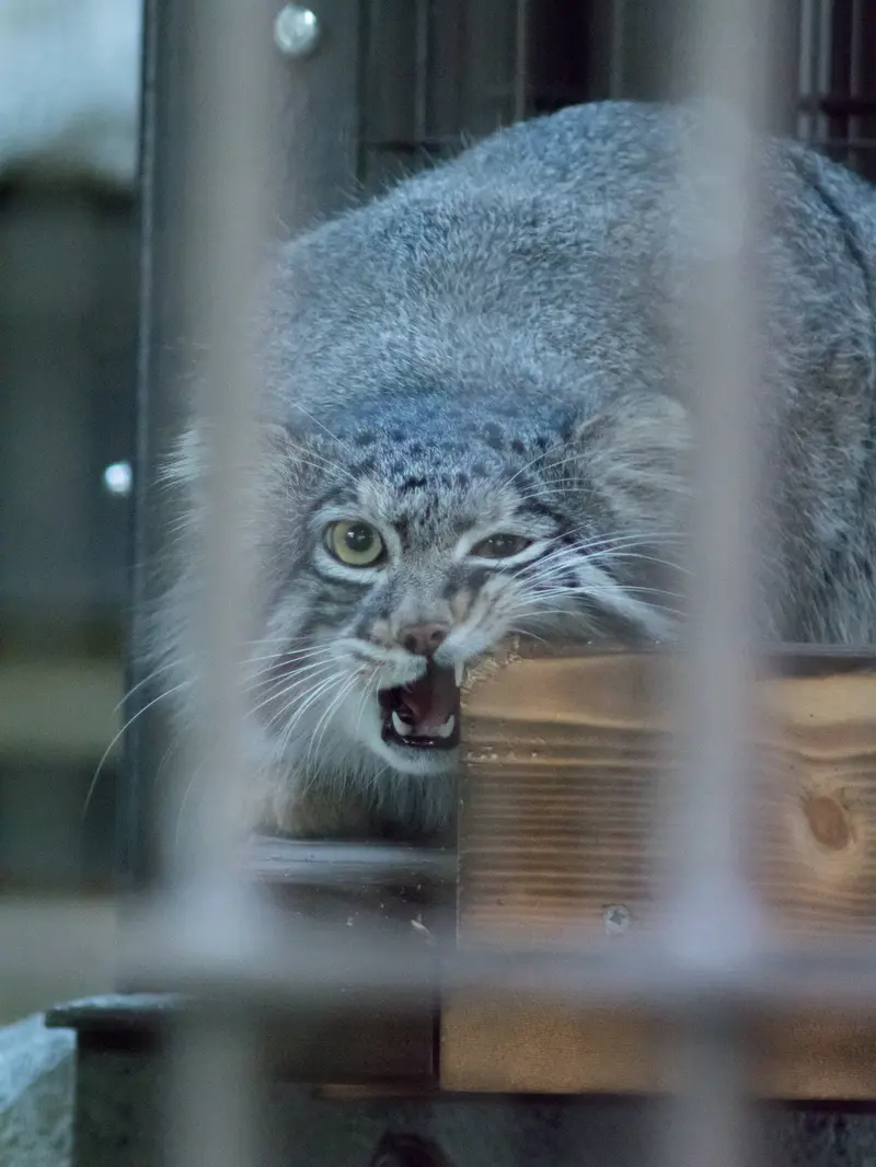 野毛山動物園のフィーガの写真