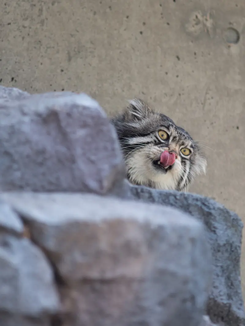 旭山動物園のグルーシャの写真