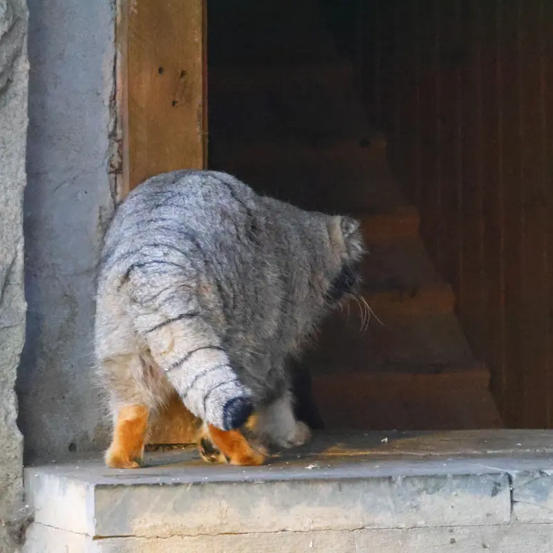 モスクワ動物園のティモフェイの写真