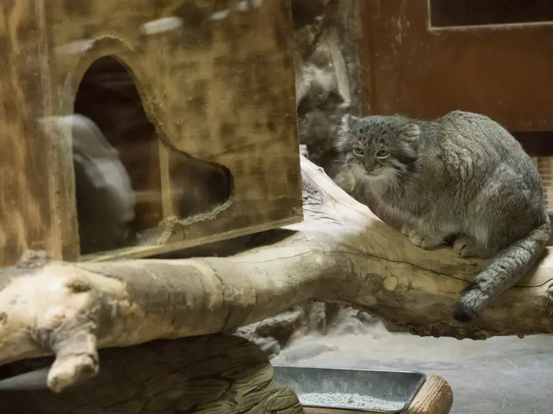 恩賜上野動物園のクリョンの写真