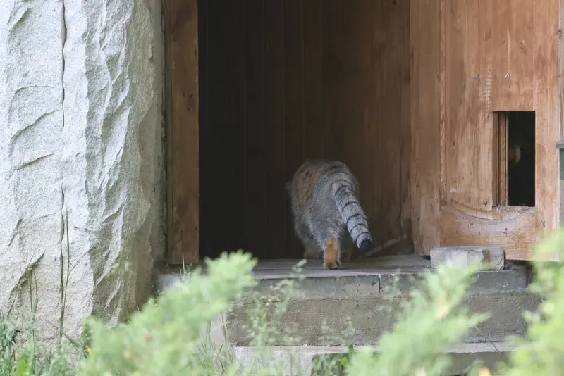 モスクワ動物園のティモフェイの写真