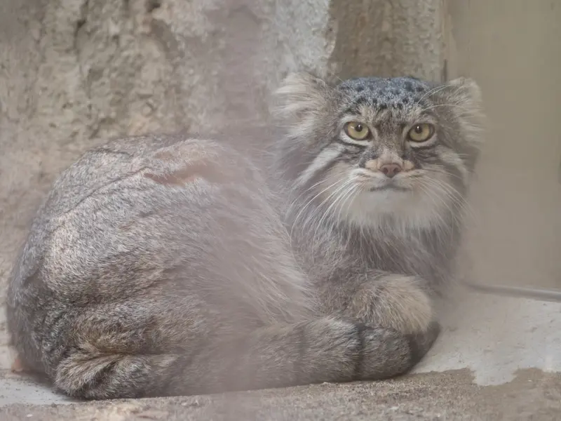 野毛山動物園のフィーガの写真