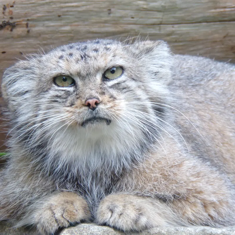 ヴロツワフ動物園のザリナの写真