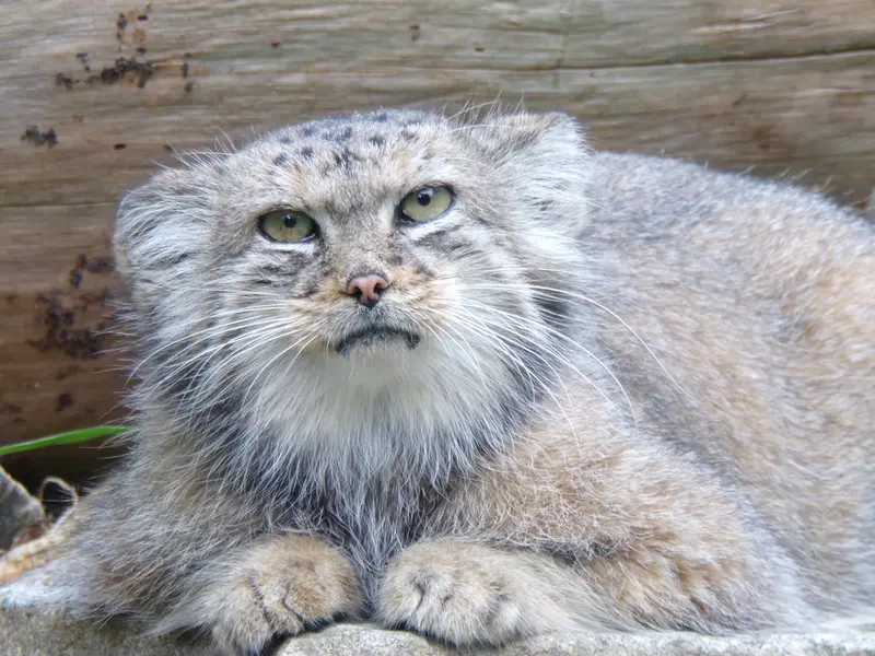 ヴロツワフ動物園のザリナの写真