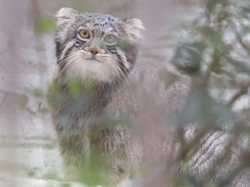 野毛山動物園のフィーガの写真