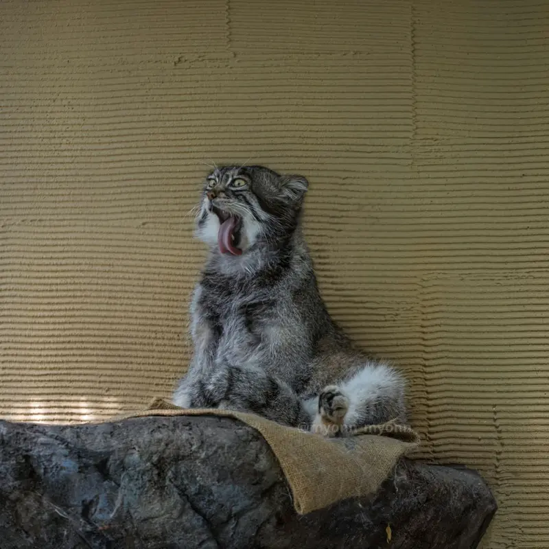 旭山動物園のグルーシャの写真