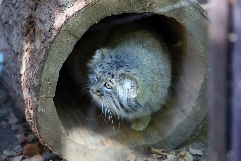 コシツェ動物園のアイセンの写真