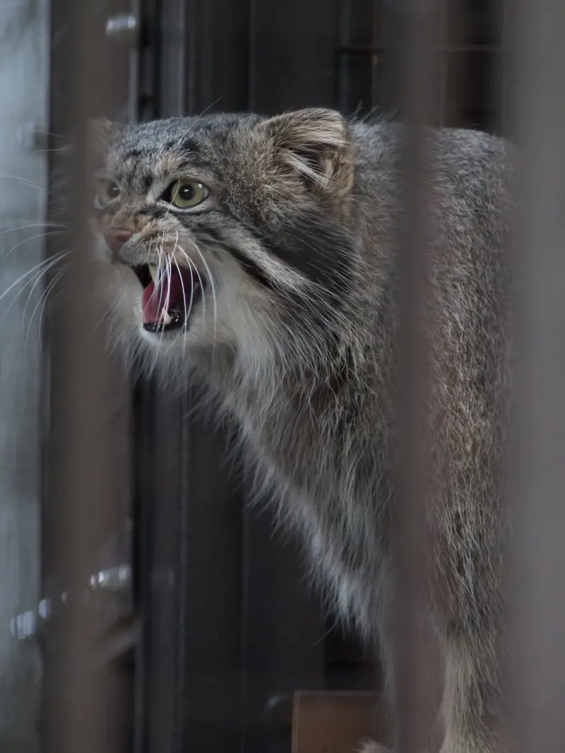 野毛山動物園のフィーガの写真
