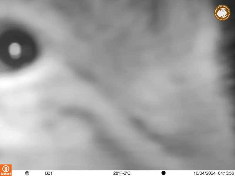 アクタス＝クンコラ［新］カメラトラップで撮影したOtocolobus manul manulの写真