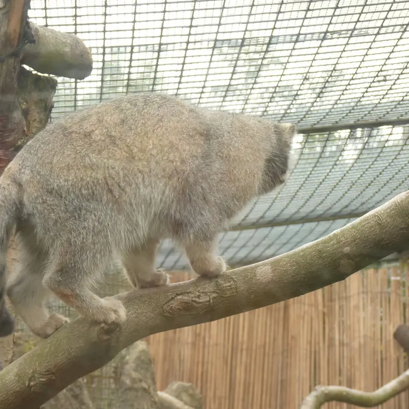 エディンバラ動物園のアキコの写真