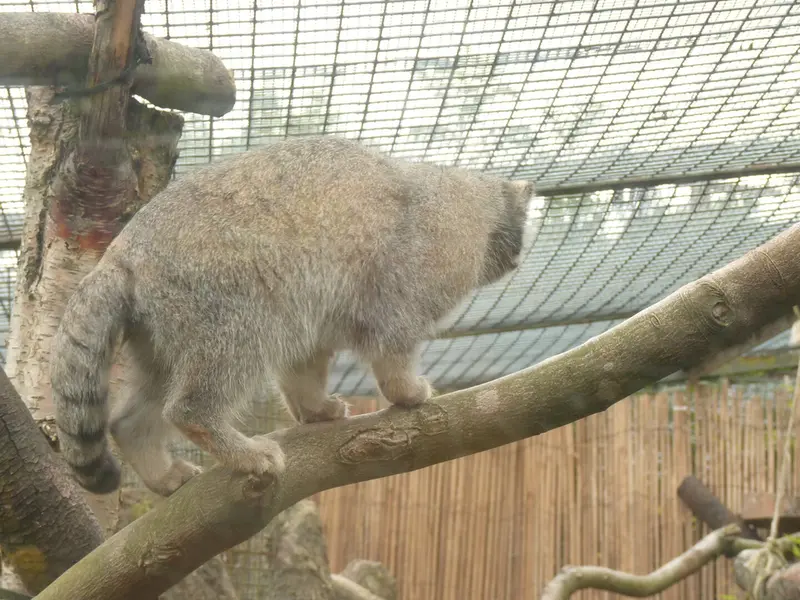 エディンバラ動物園のアキコの写真