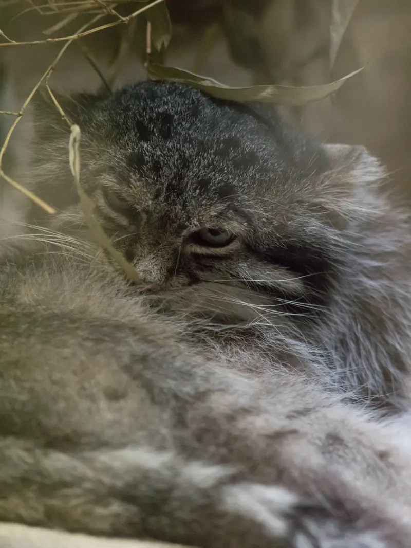 恩賜上野動物園のクリョンの写真