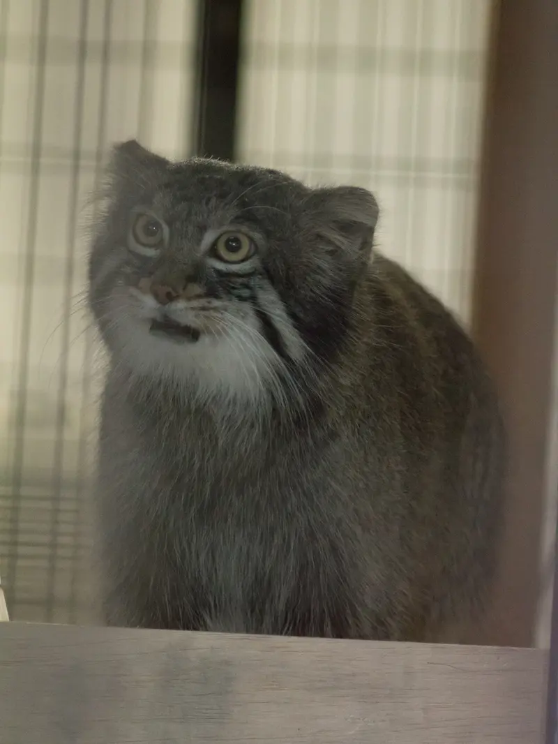 野毛山動物園のフィーガの写真