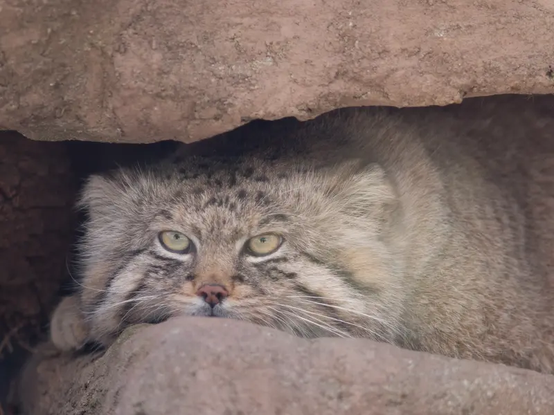 埼玉県こども動物自然公園のロータスの写真