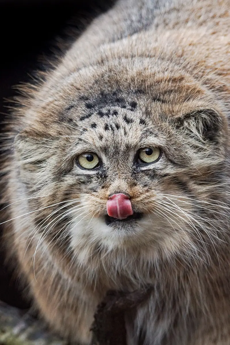 ブルノ動物園のローザの写真