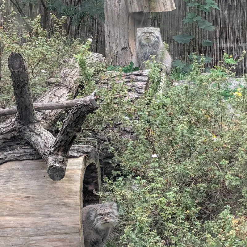 ヴロツワフ動物園のクビとザリナの写真