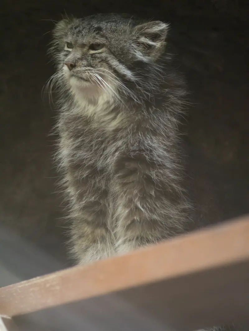 恩賜上野動物園のクリョンの写真